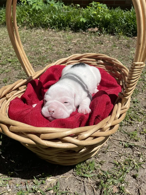 Cream – English Bulldog puppy for sale in Wetumpka, AL