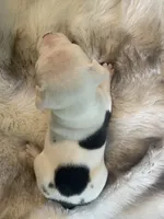 Cream, a female English Bulldog for sale in Wetumpka, AL – 7 of 8