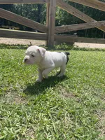 Cream, a female English Bulldog for sale in Wetumpka, AL – 2 of 8