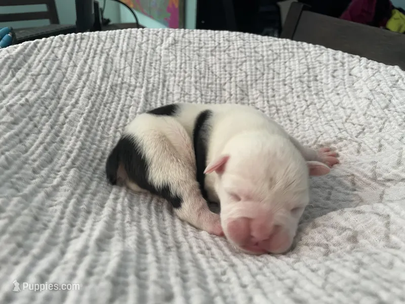 Cream – English Bulldog puppy for sale in Wetumpka, AL