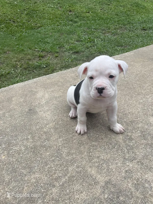 Cream – English Bulldog puppy for sale in Wetumpka, AL