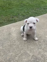 Cream, a female English Bulldog for sale in Wetumpka, AL – 1 of 8