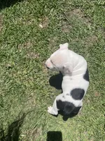Cream, a female English Bulldog for sale in Wetumpka, AL – 3 of 8