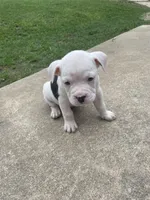 Cream, a female English Bulldog for sale in Wetumpka, AL – 5 of 8