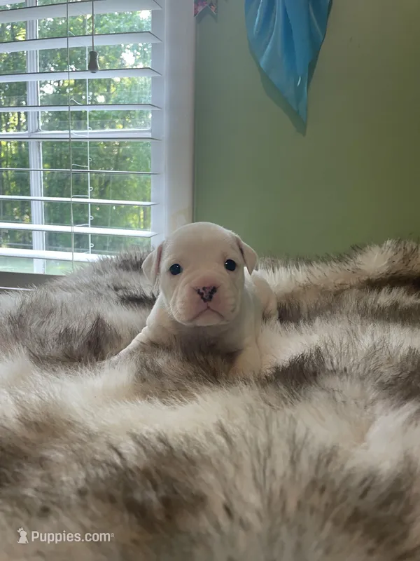 Cream – English Bulldog puppy for sale in Wetumpka, AL