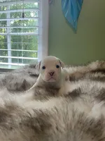 Cream, a female English Bulldog for sale in Wetumpka, AL – 6 of 8