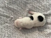 Cream, a female English Bulldog for sale in Wetumpka, AL – Photo 3 of 3