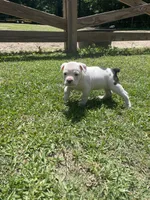 Cream, a female English Bulldog for sale in Wetumpka, AL – 4 of 8