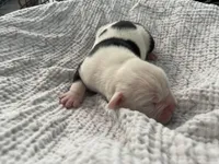 Nugget, a male English Bulldog for sale in Wetumpka, AL – Photo 3 of 4