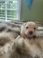 Nugget, a male English Bulldog for sale in Wetumpka, AL – 3 of 4