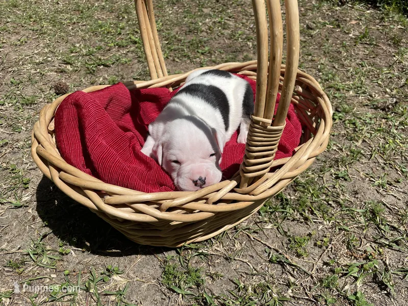Nugget – English Bulldog puppy for sale in Wetumpka, AL
