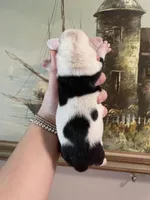 Nugget, a male English Bulldog for sale in Wetumpka, AL – Photo 2 of 4