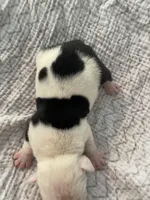 Nugget, a male English Bulldog for sale in Wetumpka, AL – Photo 4 of 4