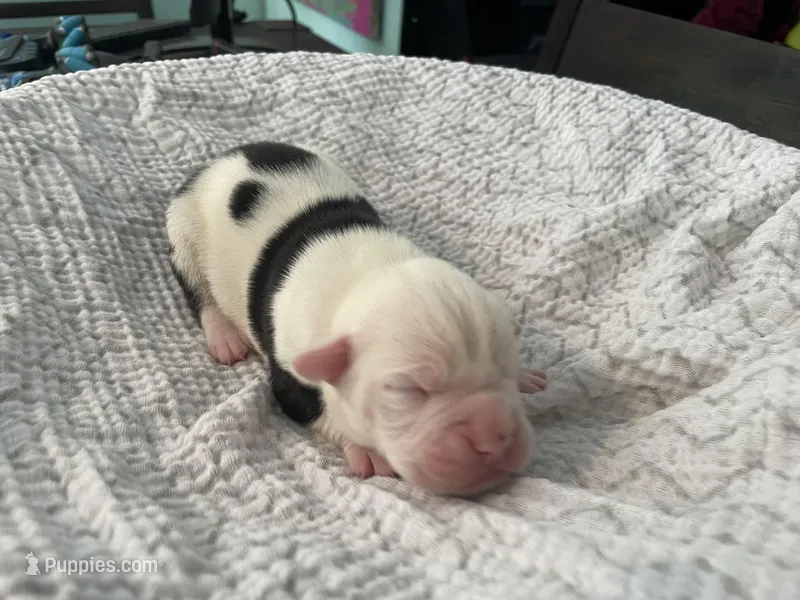 Nugget – English Bulldog puppy for sale in Wetumpka, AL