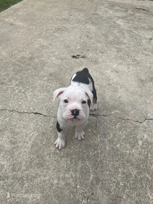 Nugget – English Bulldog puppy for sale in Wetumpka, AL