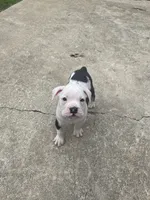 Nugget, a male English Bulldog for sale in Wetumpka, AL – 1 of 4