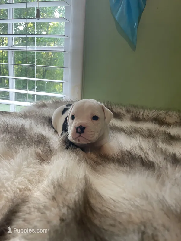 Nugget – English Bulldog puppy for sale in Wetumpka, AL