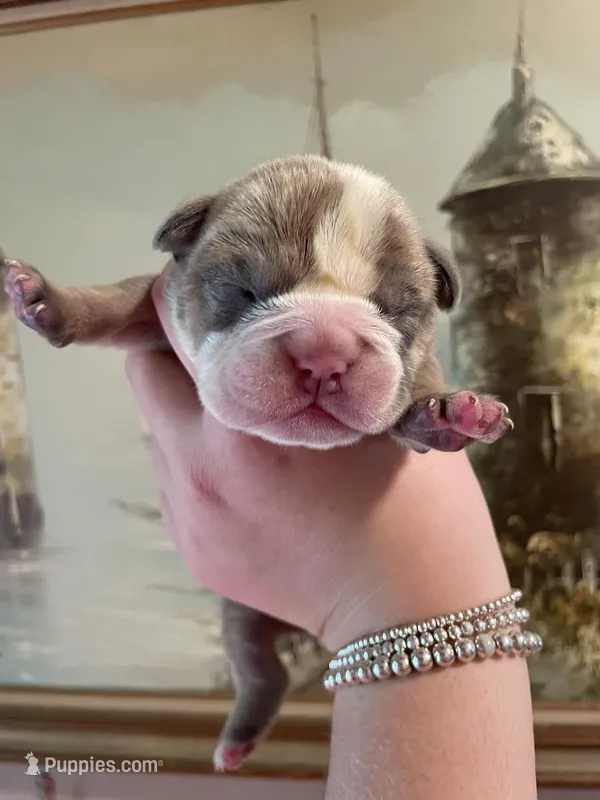 Muffin – English Bulldog puppy for sale in Wetumpka, AL