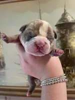 Muffin, a female English Bulldog for sale in Wetumpka, AL – Photo 1 of 6