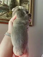 Muffin, a female English Bulldog for sale in Wetumpka, AL – Photo 2 of 6