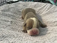 Muffin, a female English Bulldog for sale in Wetumpka, AL – Photo 5 of 6