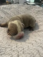 Muffin, a female English Bulldog for sale in Wetumpka, AL – Photo 4 of 6