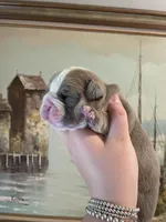 Muffin, a female English Bulldog for sale in Wetumpka, AL – Photo 3 of 6