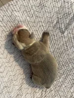 Muffin, a female English Bulldog for sale in Wetumpka, AL – Photo 6 of 6