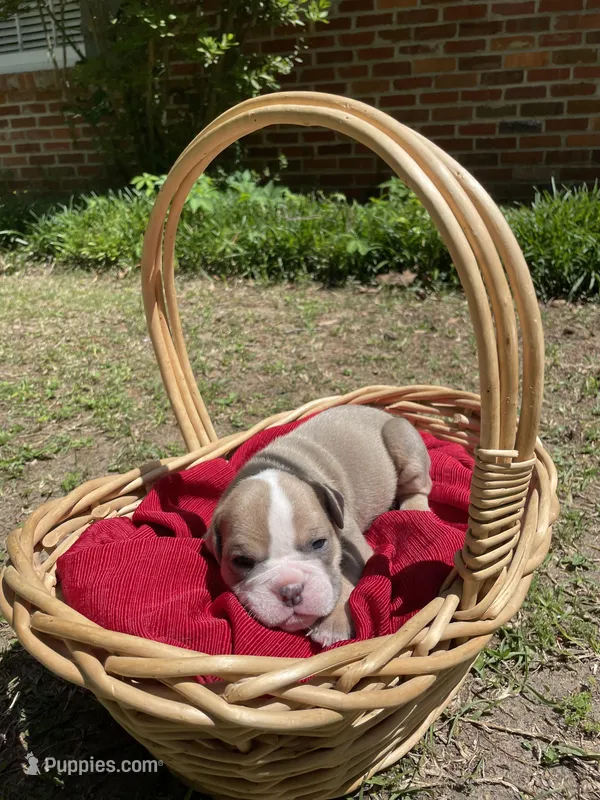 Muffin – English Bulldog puppy for sale in Wetumpka, AL