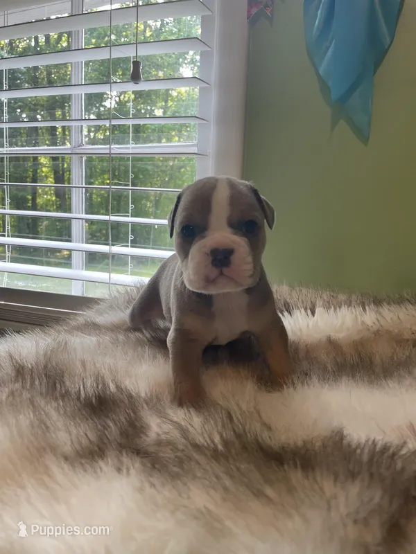 Muffin – English Bulldog puppy for sale in Wetumpka, AL