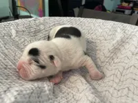 Cookie, a female English Bulldog for sale in Wetumpka, AL – Photo 2 of 4