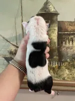 Cookie, a female English Bulldog for sale in Wetumpka, AL – Photo 3 of 4