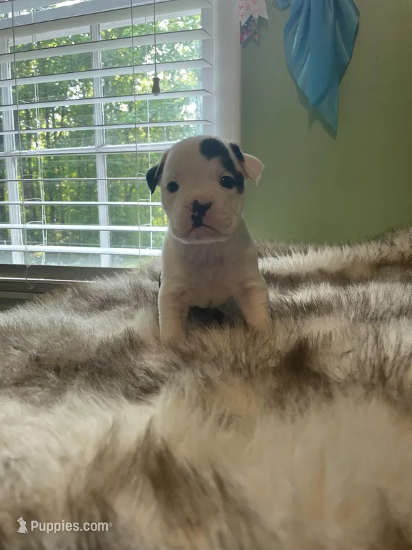 Cookie – English Bulldog puppy for sale in Wetumpka, AL