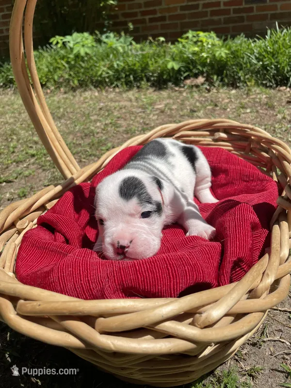 Cookie – English Bulldog puppy for sale in Wetumpka, AL