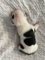 Cookie, a female English Bulldog for sale in Wetumpka, AL – Photo 4 of 4