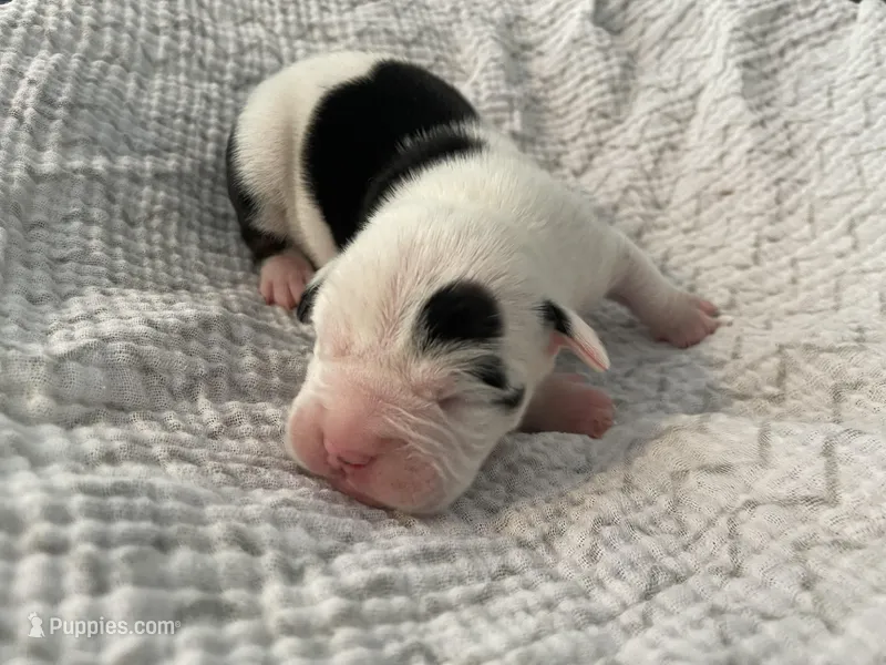 Cookie – English Bulldog puppy for sale in Wetumpka, AL