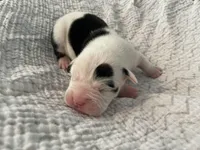 Cookie, a female English Bulldog for sale in Wetumpka, AL – Photo 1 of 4