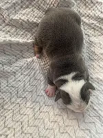 Brownie, a male English Bulldog for sale in Wetumpka, AL – Photo 6 of 6