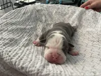 Brownie, a male English Bulldog for sale in Wetumpka, AL – Photo 3 of 6