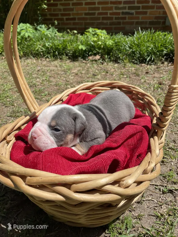 Brownie – English Bulldog puppy for sale in Wetumpka, AL