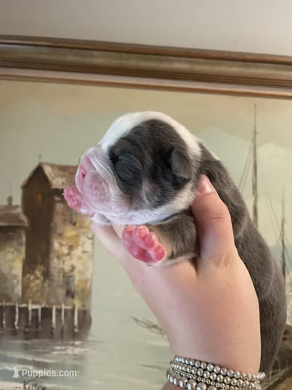 Brownie – English Bulldog puppy for sale in Wetumpka, AL