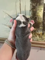 Brownie, a male English Bulldog for sale in Wetumpka, AL – Photo 4 of 6