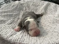 Brownie, a male English Bulldog for sale in Wetumpka, AL – Photo 2 of 6