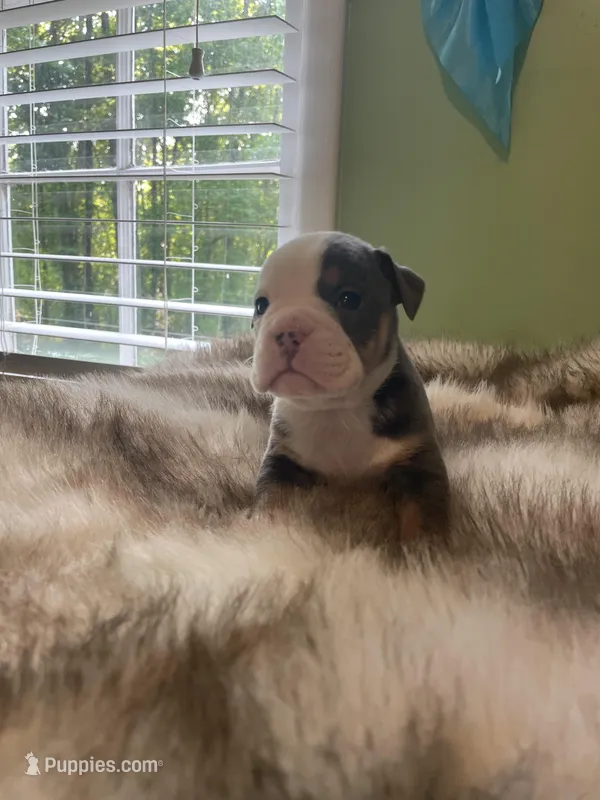 Brownie – English Bulldog puppy for sale in Wetumpka, AL