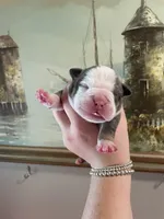 Brownie, a male English Bulldog for sale in Wetumpka, AL – Photo 5 of 6