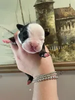 Cupcake, a female English Bulldog for sale in Wetumpka, AL – Photo 5 of 6