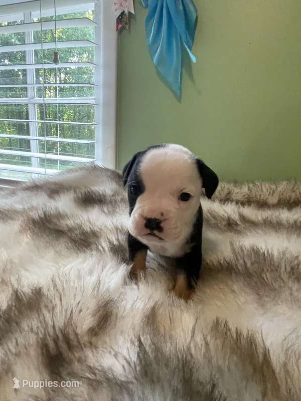 Cupcake – English Bulldog puppy for sale in Wetumpka, AL