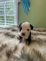 Cupcake, a female English Bulldog for sale in Wetumpka, AL – 3 of 4