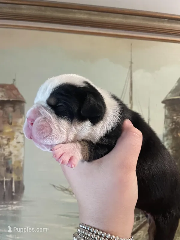 Pickles – English Bulldog puppy for sale in Wetumpka, AL