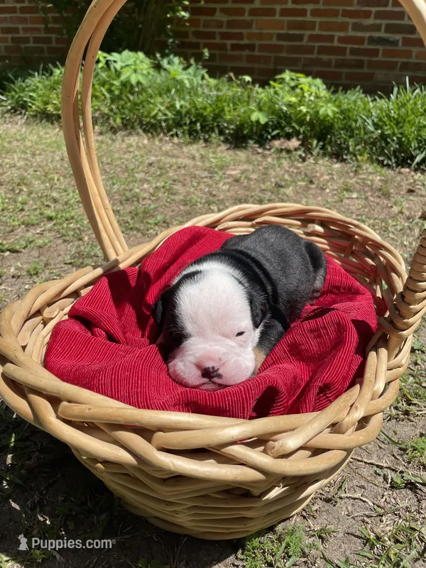 Cupcake – English Bulldog puppy for sale in Wetumpka, AL